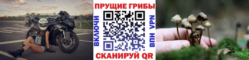 Галлюциногенные грибы Psilocybe Сенгилей